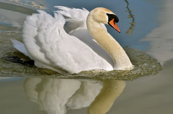 Mute swan on water — Stock Photo, Image