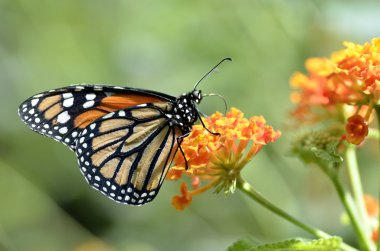 Monarch kelebek çiçek besleme