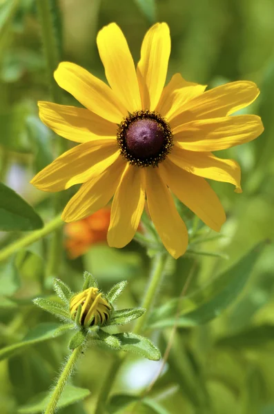 Single coneflower — Stock Photo, Image