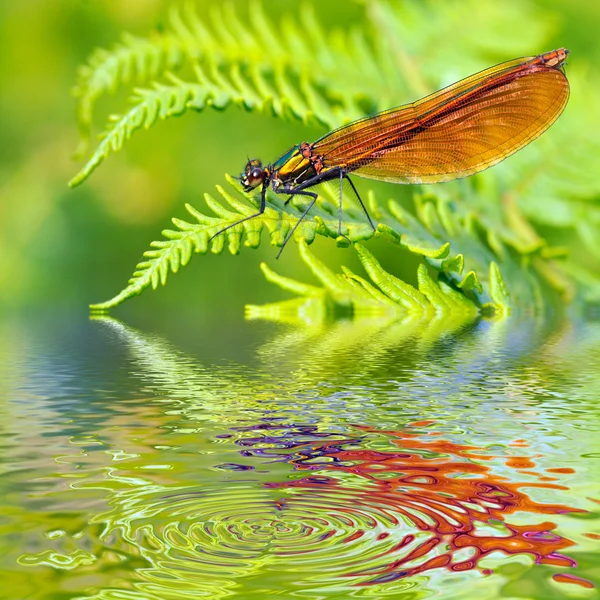 Macro-demoiselle sur fougère au-dessus de l'eau — Photo