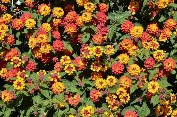 Backgropund of lantana flowers — Stock Photo, Image