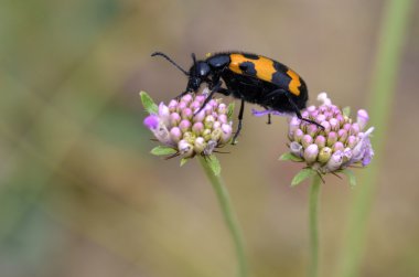 mylabris böceği çiçek
