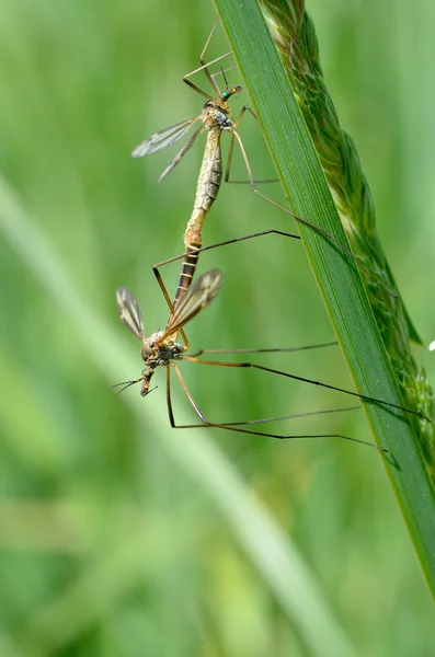 Mating crane flies — Stock Photo, Image