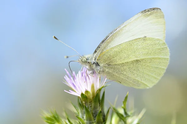 Butterfly voeden met bloem — Stockfoto