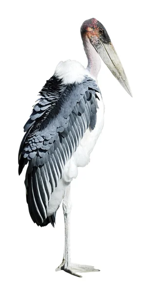 Cegonha-marabu isolada — Fotografia de Stock