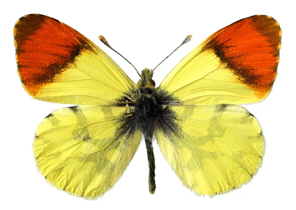 Papillon orange isolé Maroc — Photo