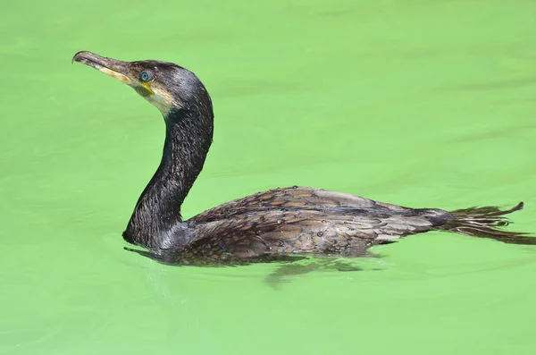 Nagy cormoran, úszás — Stock Fotó