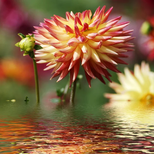 Dahlia blomma över vattnet — Stockfoto