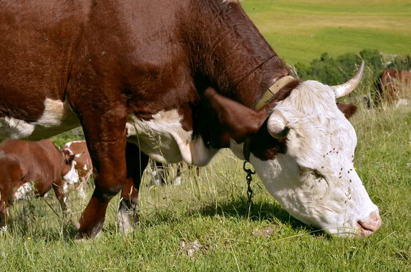 Krowy na pastwisku w Alpy Francuskie — Zdjęcie stockowe