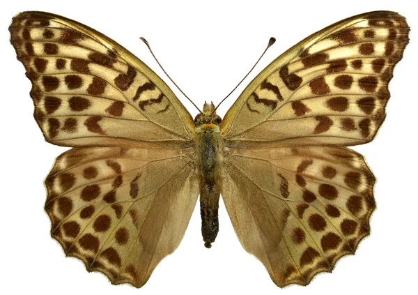 Pillangó elszigetelt női gyöngyházlepke Jogdíjmentes Stock Fotók