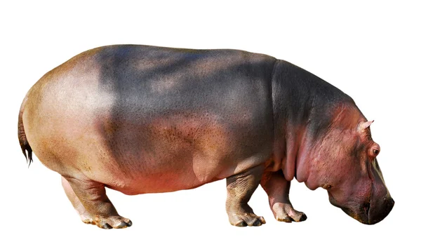 Isolated hippopotamus — Stock Photo, Image