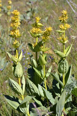 Great yellow gentians clipart