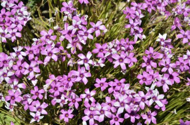 pembe çiçekler cins silene