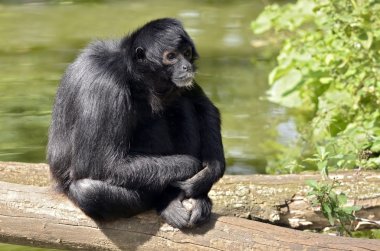 Kara başlı örümcek maymun bir ağaç gövdesinde oturarak