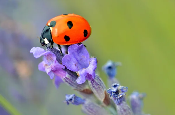 Ladybug on lavender flower — Stock Photo, Image