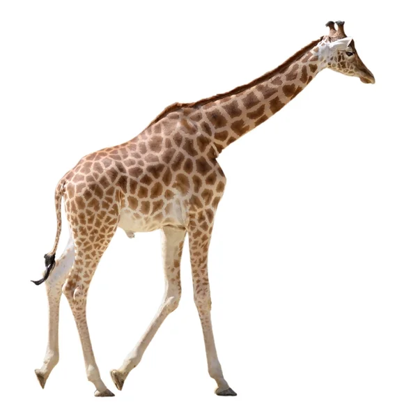 Żyrafa na białym tle, krótkiego spaceru — Zdjęcie stockowe
