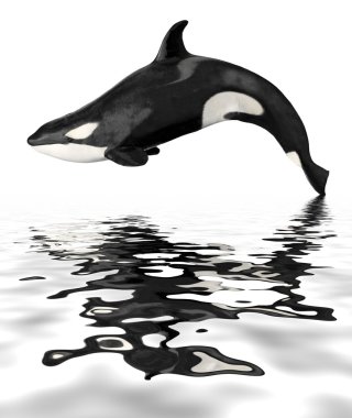 Isolated killer whale with reflection clipart