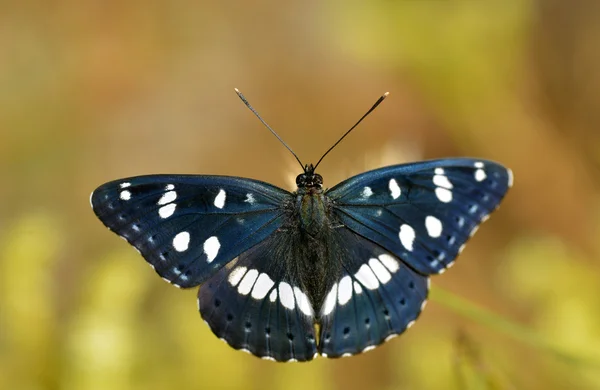 Borboleta do Almirante Branco do Sul — Fotografia de Stock