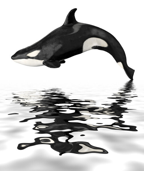 Isolated killer whale with reflection
