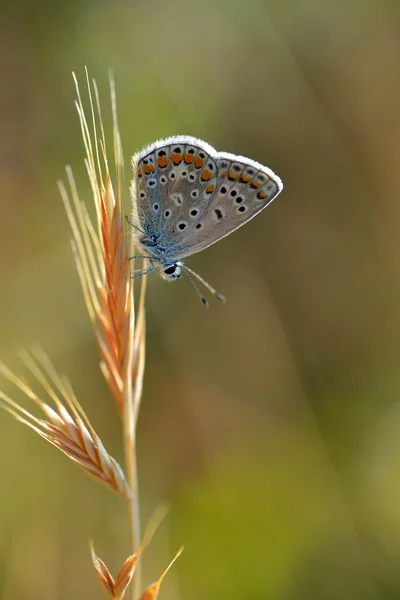 Farfalla di Argus sull'erba — Foto Stock