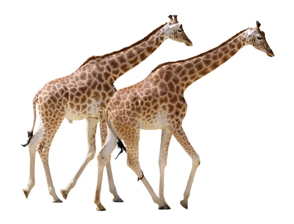 Isolado duas girafas andando — Fotografia de Stock