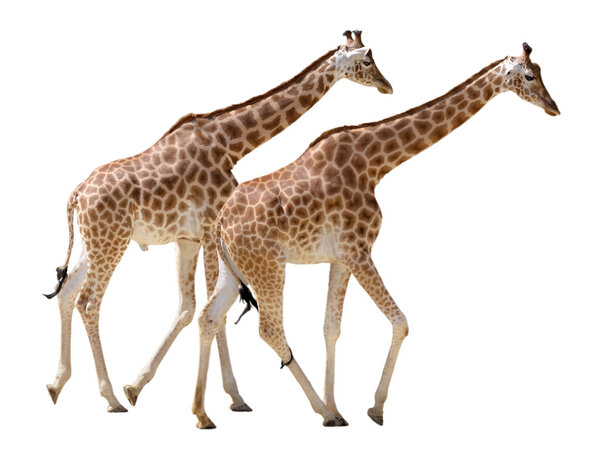 Isolated two giraffes walking