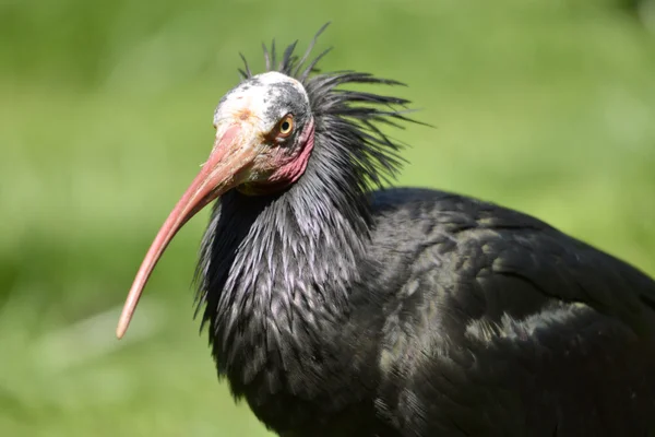 Portrét severní plešatý ibis — Stock fotografie