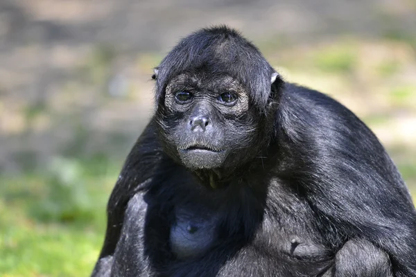 Portrait Singe araignée à tête noire — Photo