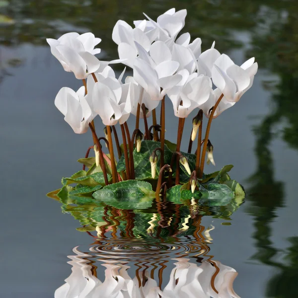 White cyclamens in the water — Stock Photo, Image