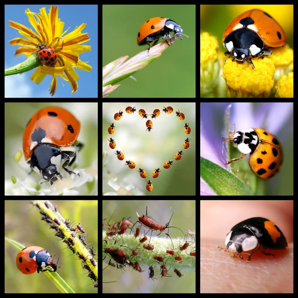 Ladybug mosaic — Stock Photo, Image