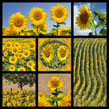 Ayçiçeği mozaik fotoğrafları