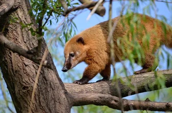 Coati sul-americano na árvore — Fotografia de Stock