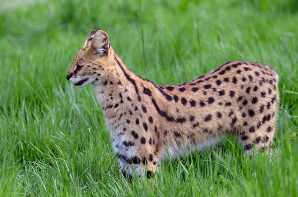 Serval in the grass — Stock Photo, Image