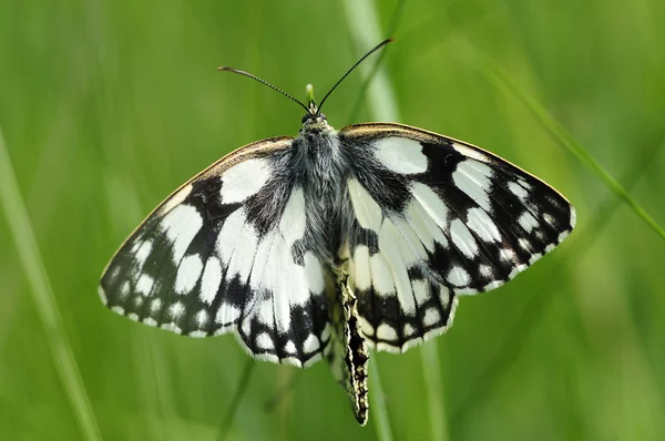Apareamiento mármol blanco mariposas —  Fotos de Stock