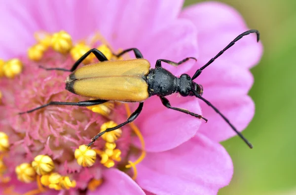 Leptura scarabée se nourrissant de fleurs — Photo