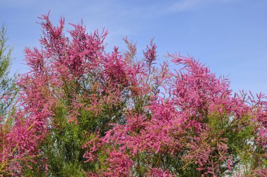 tamarix ağacın çiçeklenme