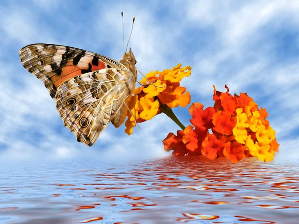 Pani malowane motyl na kwiat — Zdjęcie stockowe