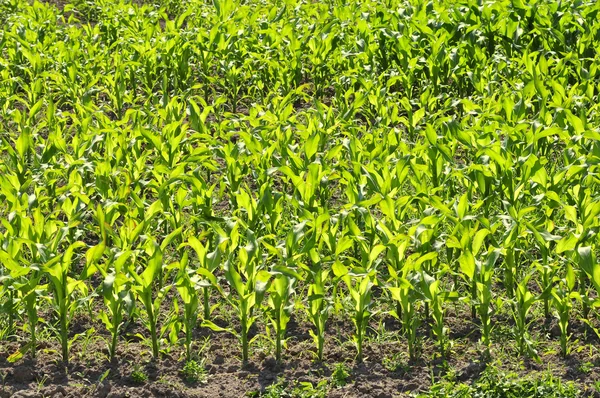 Maize field — Stock Photo, Image