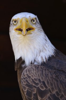 bald eagle portresi
