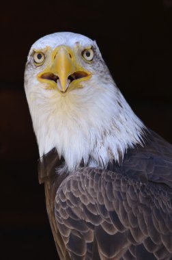 Portrait of bald eagle clipart