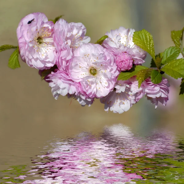 Japanska cherry blossom dekorativa över vattnet — Stockfoto