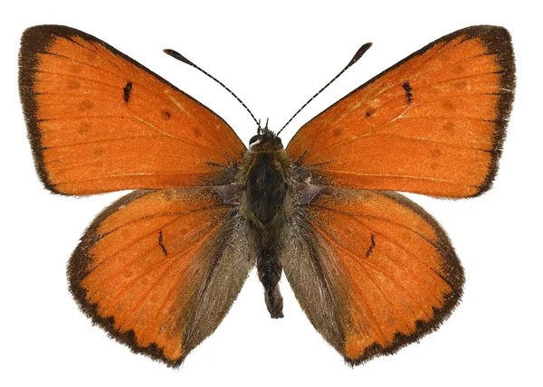 Изолированная большая медная бабочка — стоковое фото