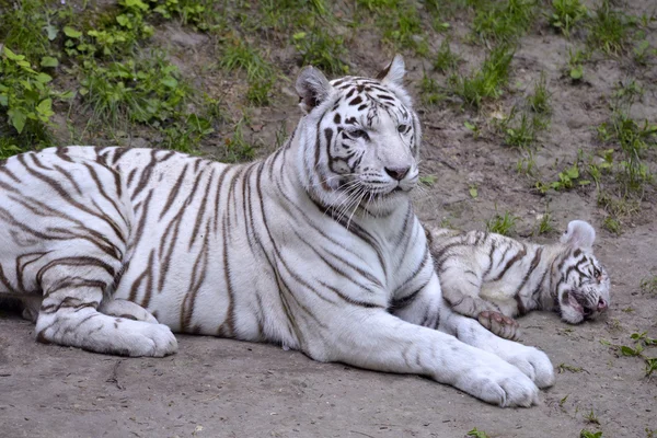 Hazudik a kis fehér tigris — Stock Fotó