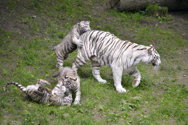 Белый тигр играет со своим маленьким — стоковое фото