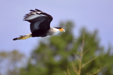 Southern Crested Caracara in flight clipart