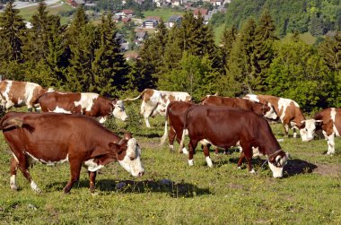 Cows grazing in the Alps French clipart