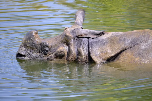 Indische neushoorns in water — Stockfoto