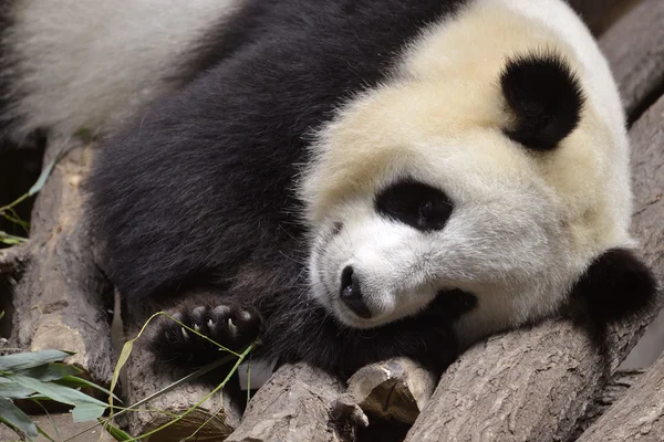 Portrait of giant panda — Stock Photo, Image