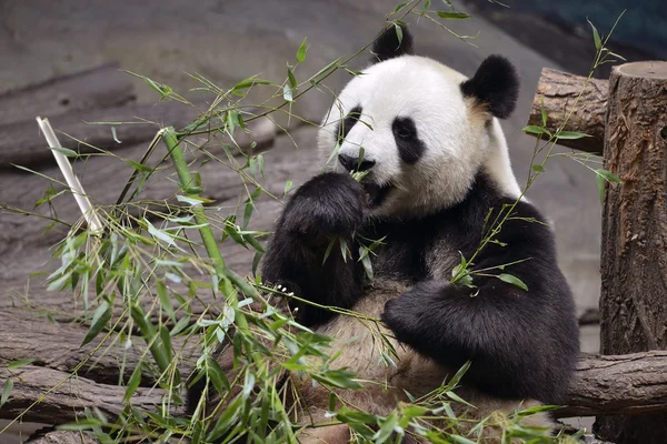 Giant panda eating bamboo — Stock Photo, Image