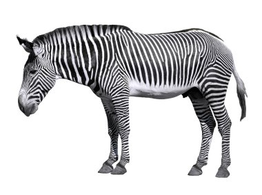 izole grevy zebra